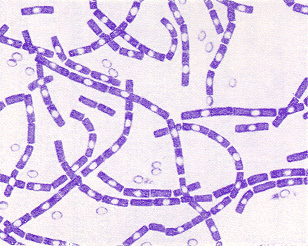 Bacillus