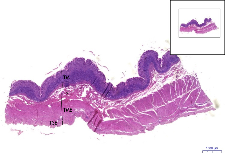 soubor-aludek-fundus-stomach-fundus-he-0-9x-jpeg-wikiskripta