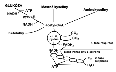 Energeticky Metabolismus A Jeho Poruchy Wikiskripta