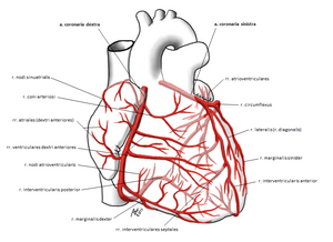 thumb.php?f=Arteriae_coronariae.png&width=300